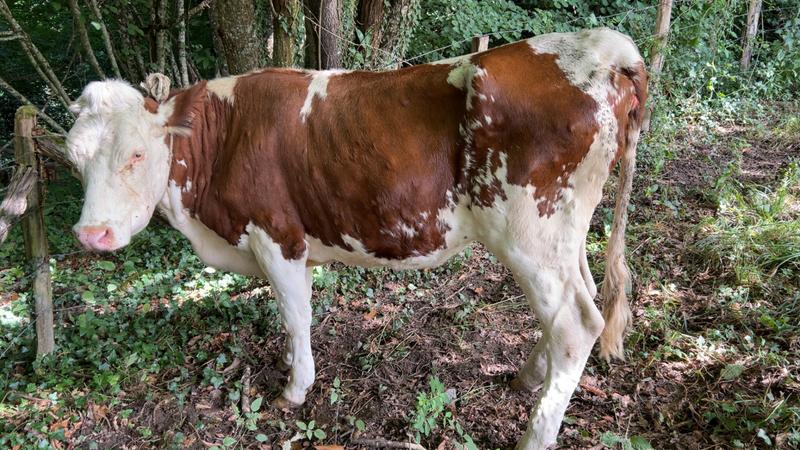 Dans les Savoie, le repeuplement en vaches suite à la DNC se complique dlvr.it/TNnjB3