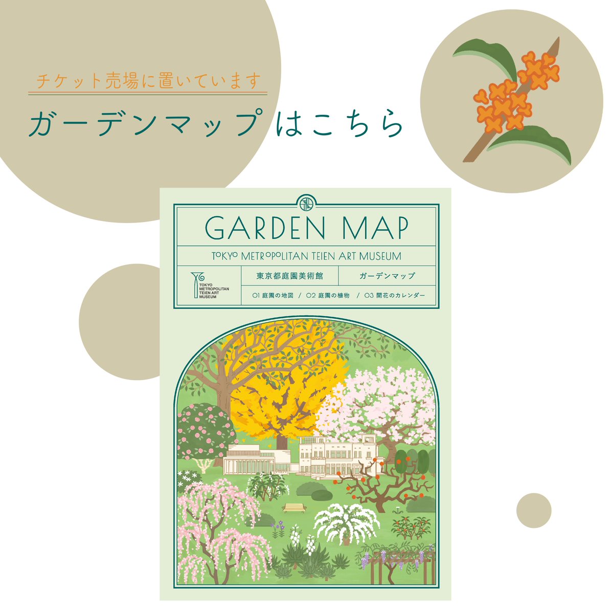 キンモクセイのご紹介🍂 ＃庭園の四季シリーズ ＼ 秋の風物詩とも