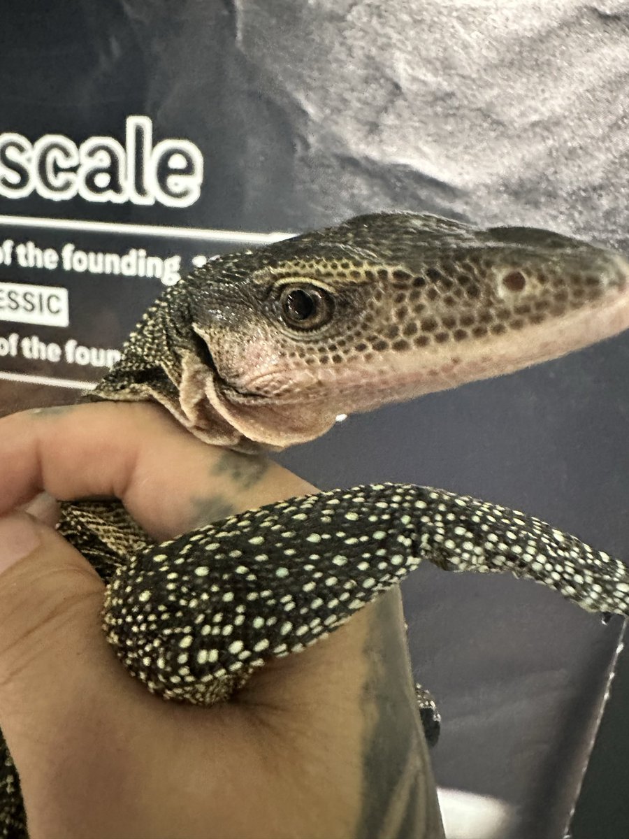 流木とモニターはよく映える🦎

 #カールシュミットモニター  #モモノドオオトカゲ  #爬虫類専門店  #徳島  #scale  #すけーる