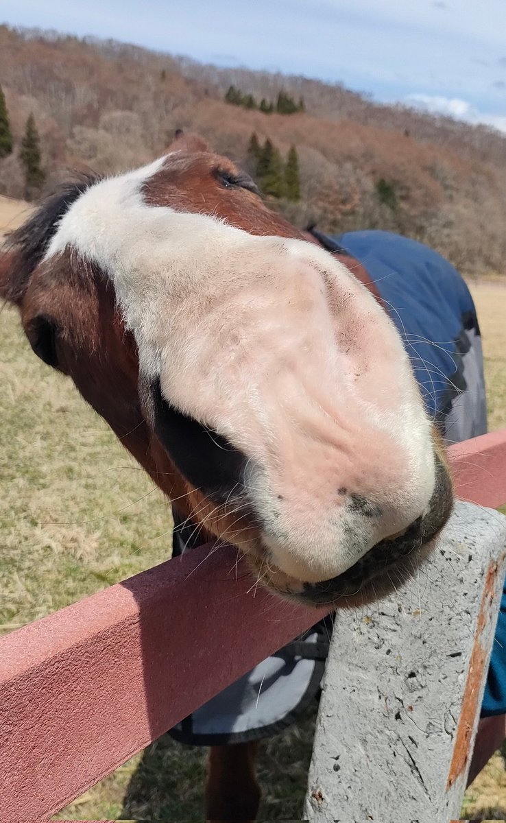 Kalyosha_kemgam's tweet image. Hi there, Trainers from the global version of Uma Musume!
Congratulations on the release of Meisho Doto! 🎉
I heard that the real-life racehorse Meisho Doto — the one who inspired her character — is being cared for at Northern Lake Farm, but apparently, the stable there is in…