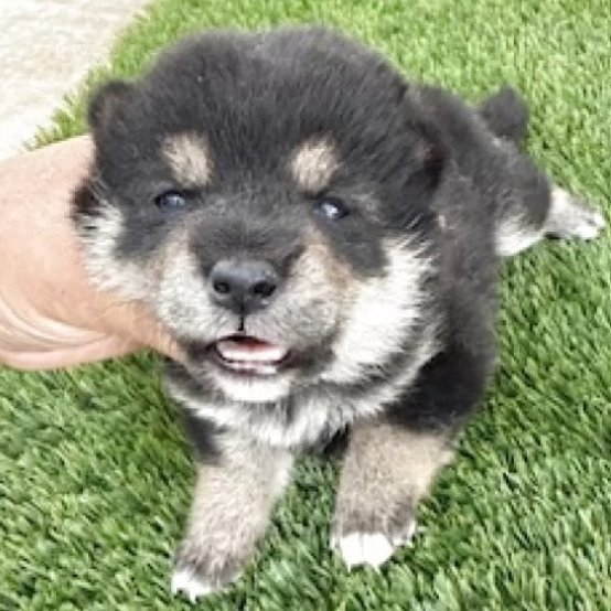 こんにちは、Animallineです🐾本日は柴犬ちゃんのご紹介！毛並みや柄がとっても良くて可愛らしい黒柴の女の子♡すくすくと成長中で、標準サイズまで大きくなるそうです！10月22日よりお迎え可能です♪ぜひぜひご検討ください！🐶

animalline.jp/breeder/pet/de…
#Animalline #犬のいる暮らし #柴犬