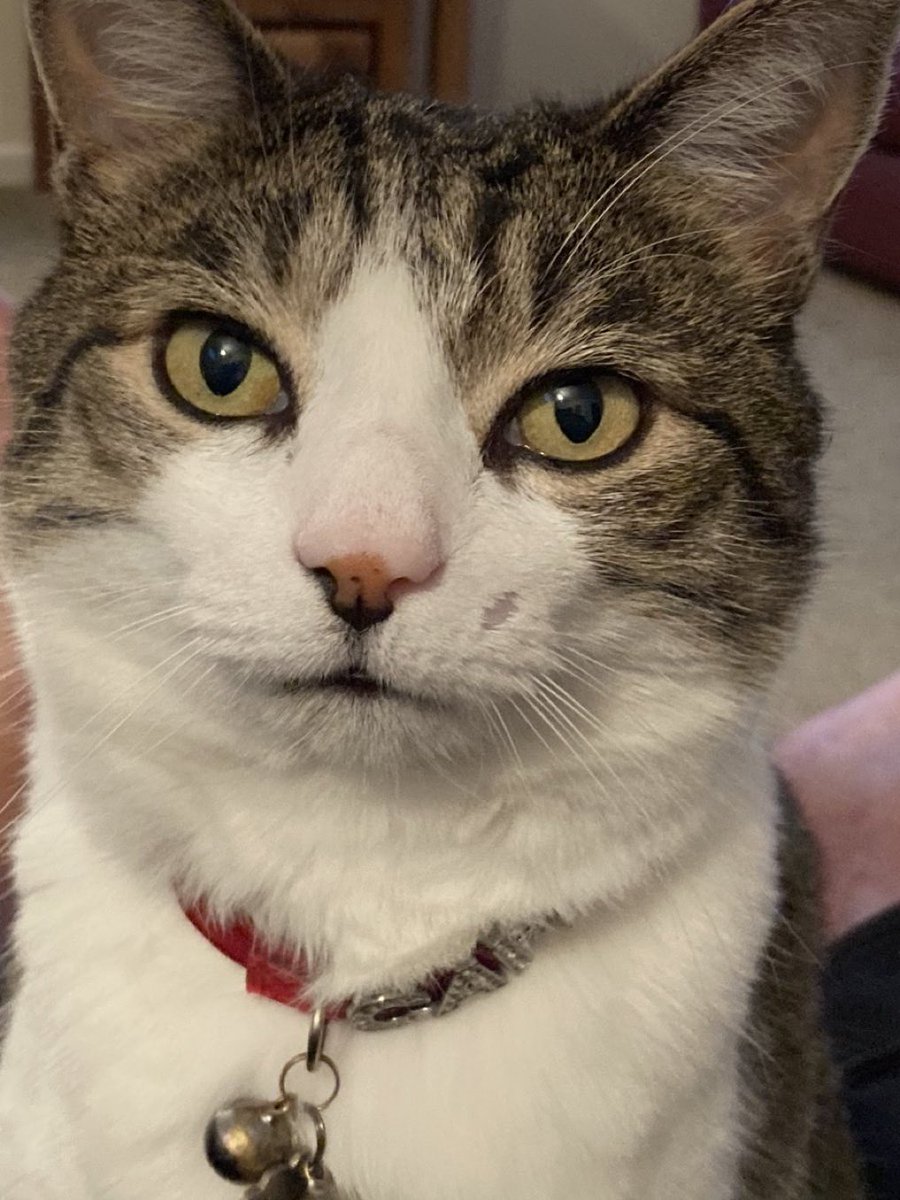 catcappi1's tweet image. #Hedgewatch #outward our Cappi went over the rainbow bridge 12 months ago, after a short illness and a great 11 years of life with my humans! So missed.❤️🌈😸🌈