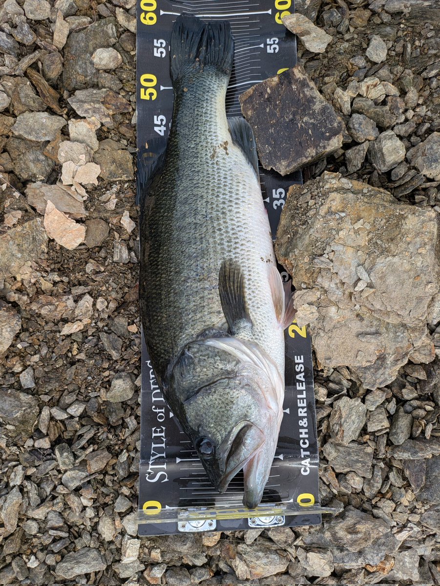 うちゅう tweet media