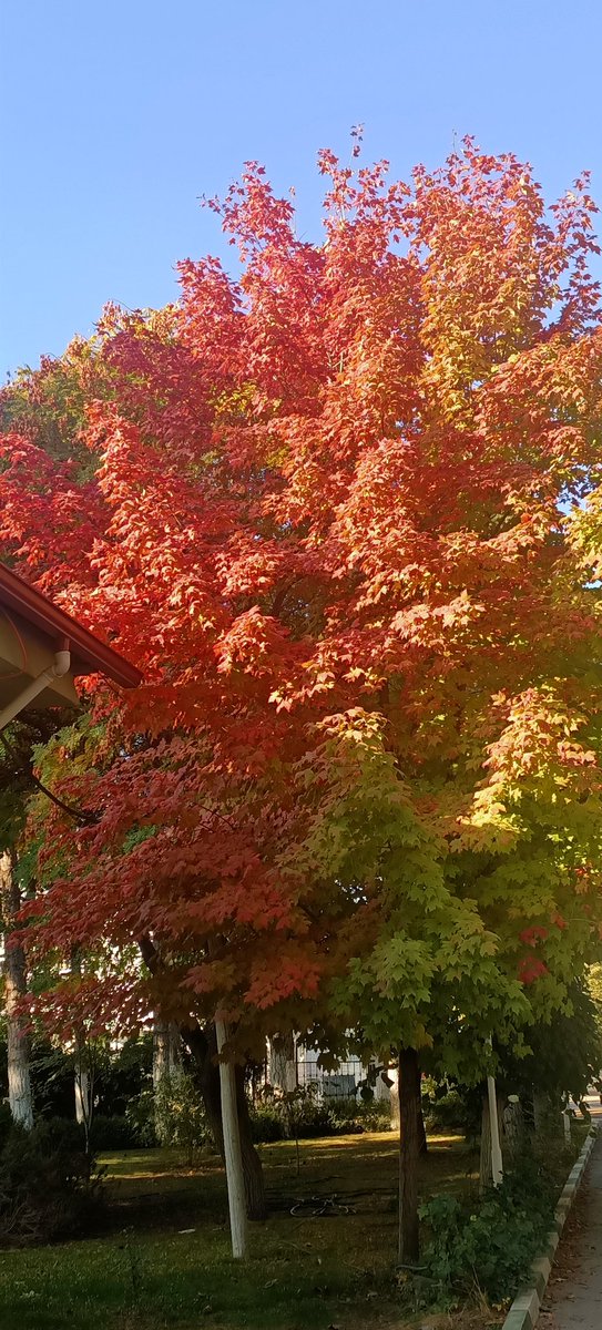 Günaydın hayırlı sabahlar hayırlı işler kolay gelsin herkese.