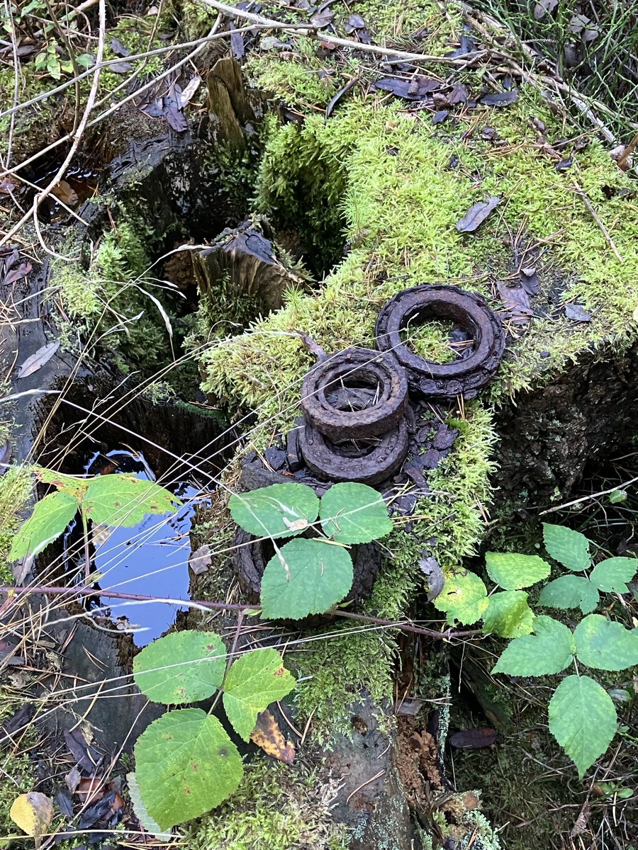 Dobré ráno přátelé, nějakej vošoust nechal v lese železo🙁tak jsem ho sebrala a přidala k rezavým traverzám hasičům. Lidi jsou prostě hovada…teda některý. Furt věřím, že nehovad je víc👍
Mějte fajn den😀

na obloze se rdí
ranní červánky
potěší oči
i duši