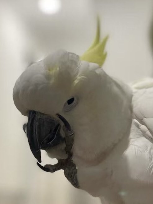 RustBucket0's tweet image. Mm dead account sorry ill pick up the pace now