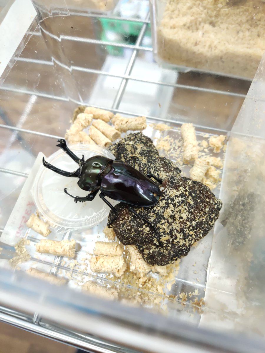 クワ品♡ INNOCENT - クワカブショップ