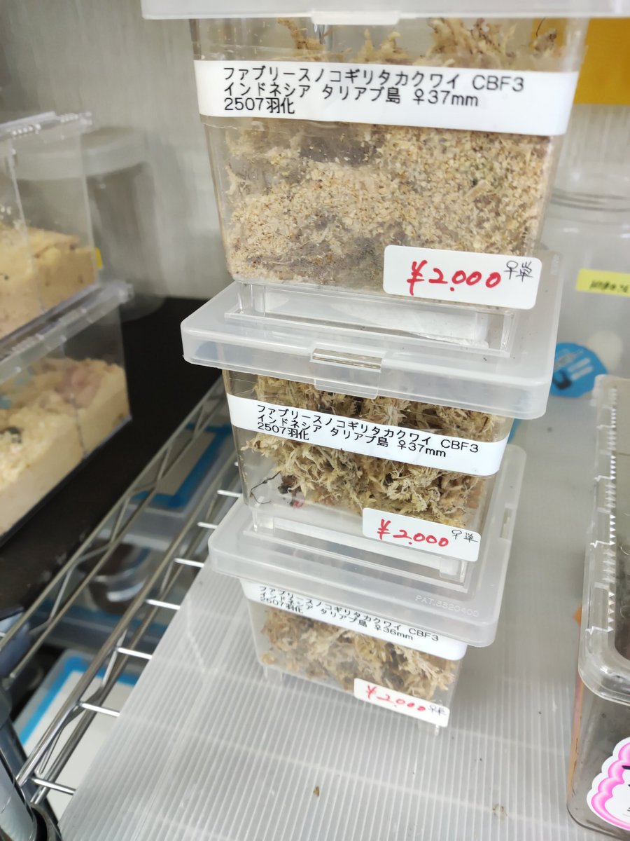 カブクワshopｰMKｰ on X