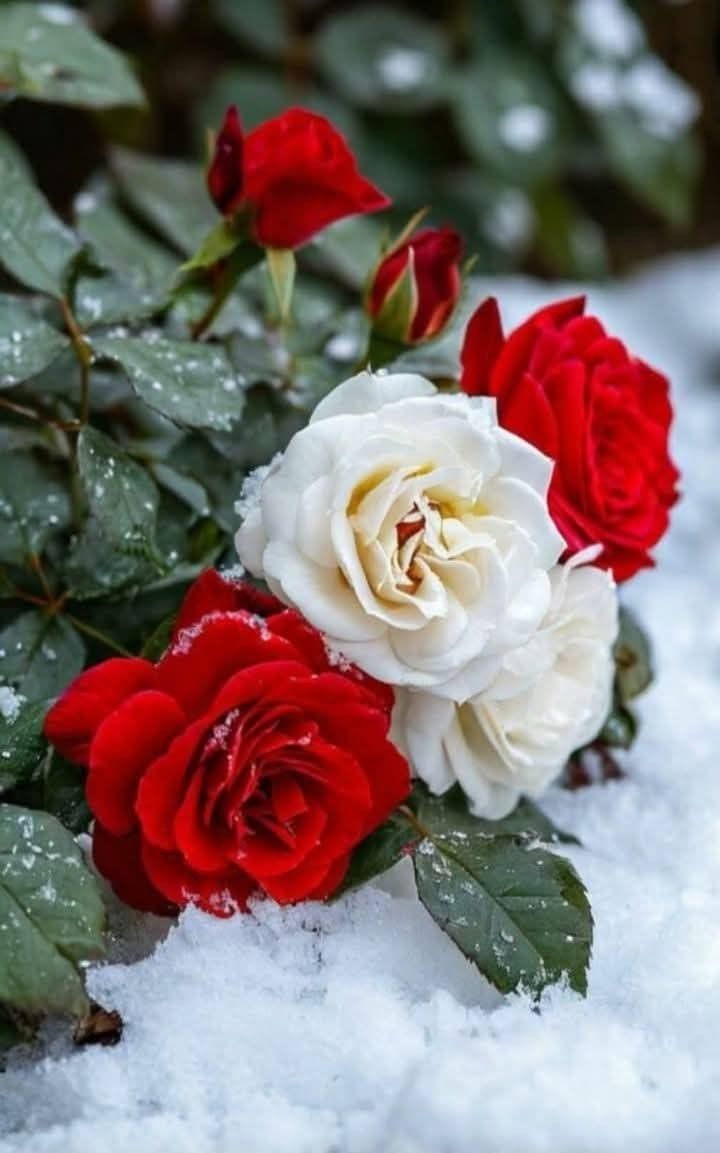 flower 🌺🌹 (@greenery897) on Twitter photo 