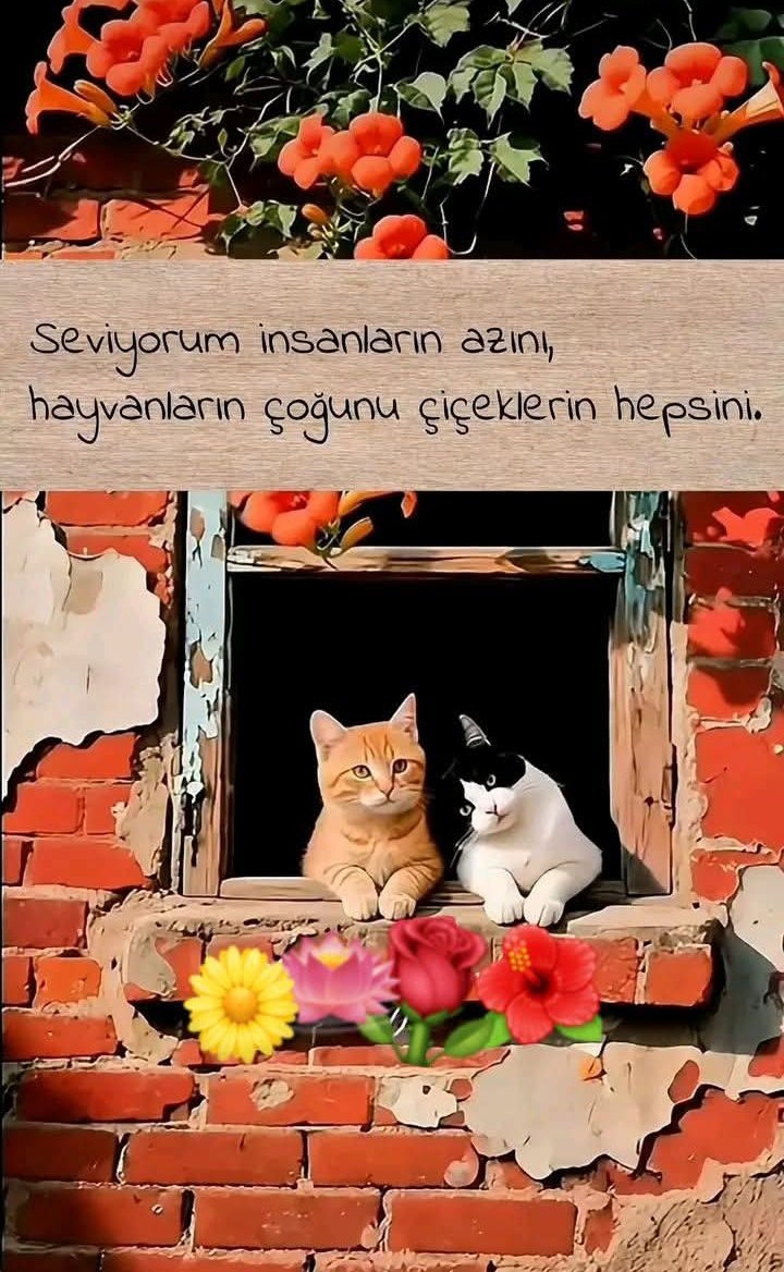 KediHanem tweet media