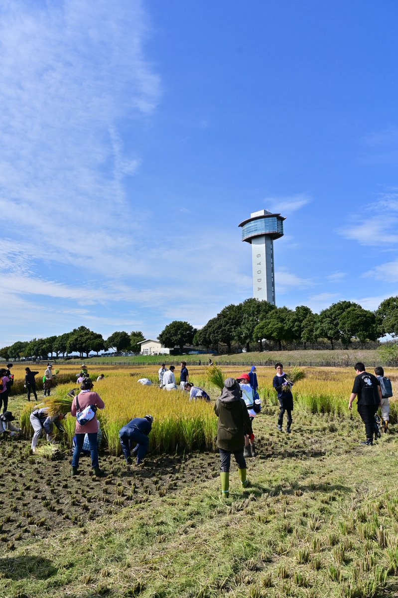 行田市田んぼアートは10月18日に背景部分の稲刈りを行いました。絵柄部分は11月末頃までお楽しみいただけます。力作『劇場版「鬼滅の刃」無限城編』とのコラボ作品は黄金色に輝いています。収穫前にぜひご覧ください。#埼玉県 #行田市 #田んぼアート #鬼滅の刃 #古代蓮の里 #DemonSlayer #RiceFieldArt