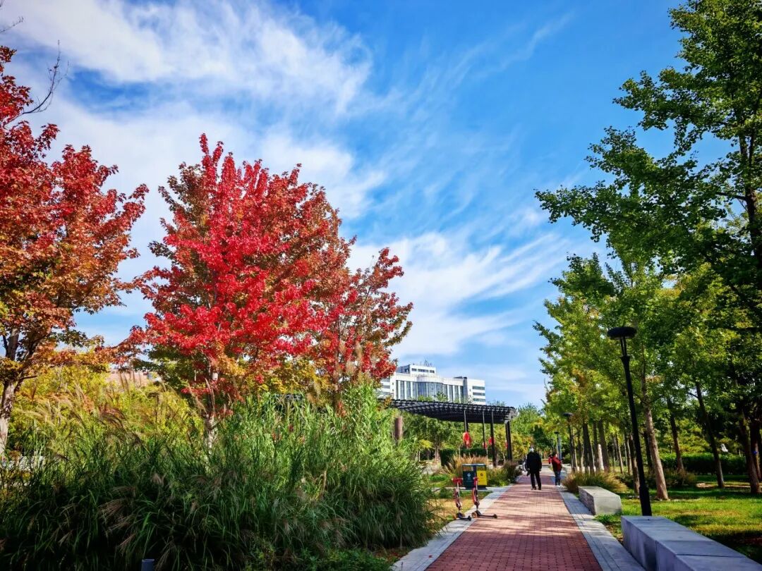 BeijingEvening's tweet image. The #maple leaves within Beijing International Sculpture Park are gradually turning red, creating a stunning visual harmony between the vibrant red #foliage and the diverse #sculptures of various shapes. #beijing #beijingtravel #Autumn