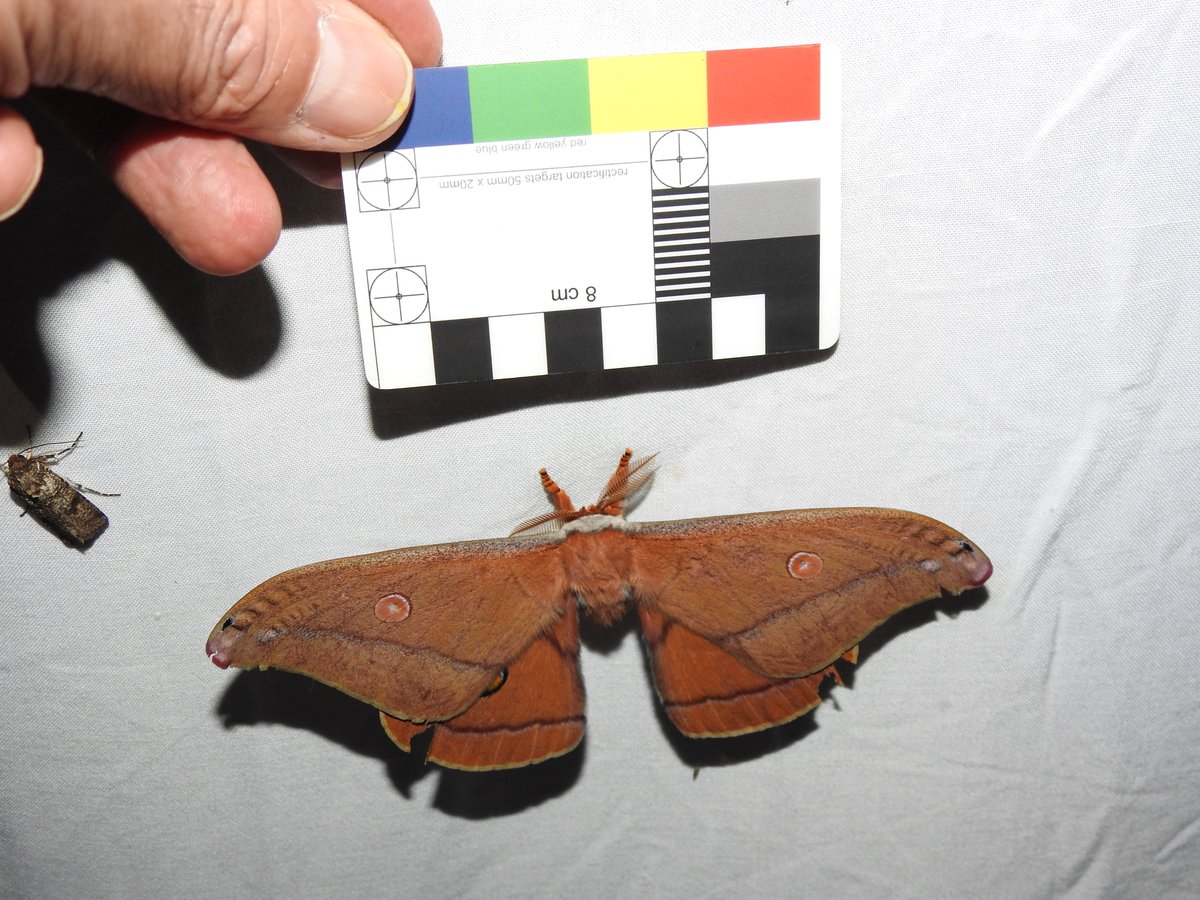 Entomological Society of Victoria 🐛🐜🦟🐞🕷️🦗 tweet media