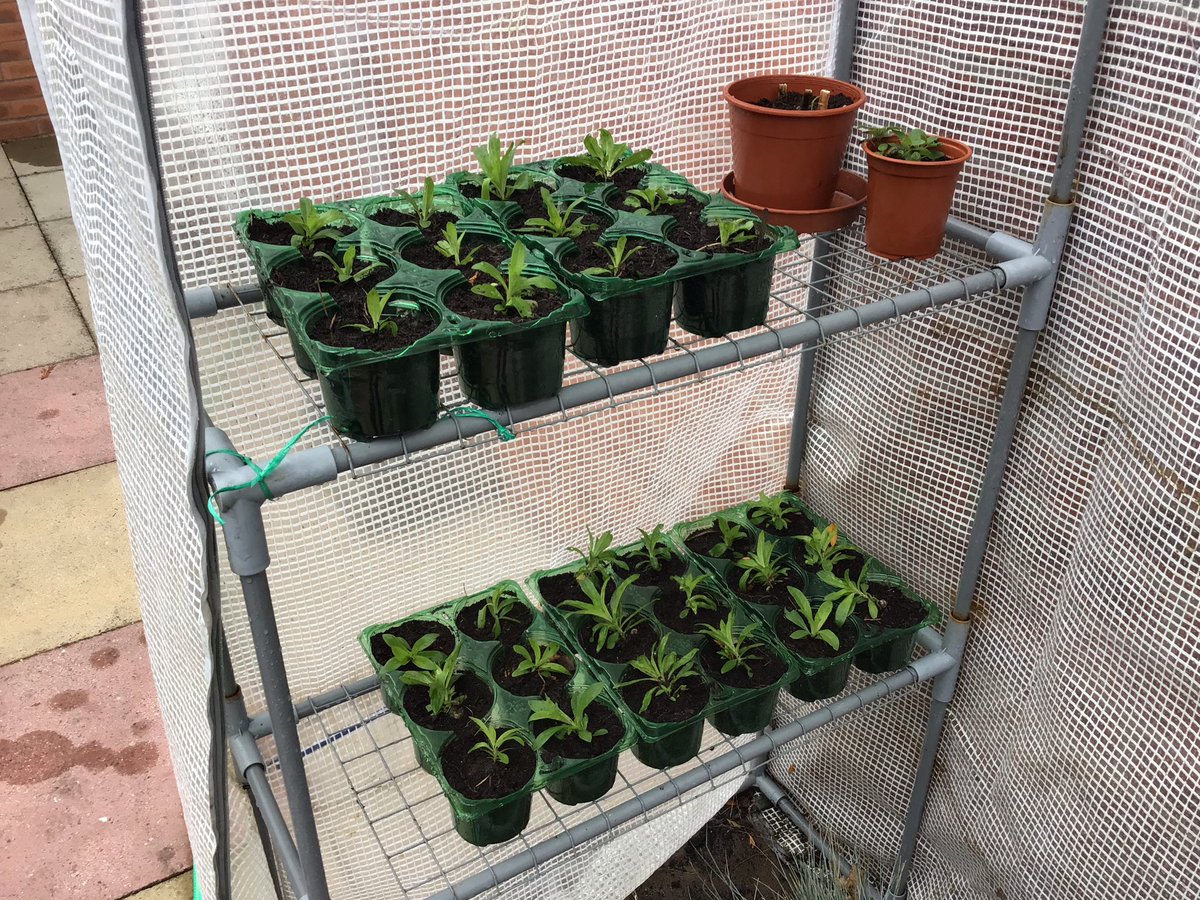 My Sweet William plants (Dianthus barbatus if you’re wondering) self-seeded rather profusely this summer, so I’ve potted up 30 of the best to overwinter and plant out next spring.
Next job, take cuttings of my hardy fuchsias…