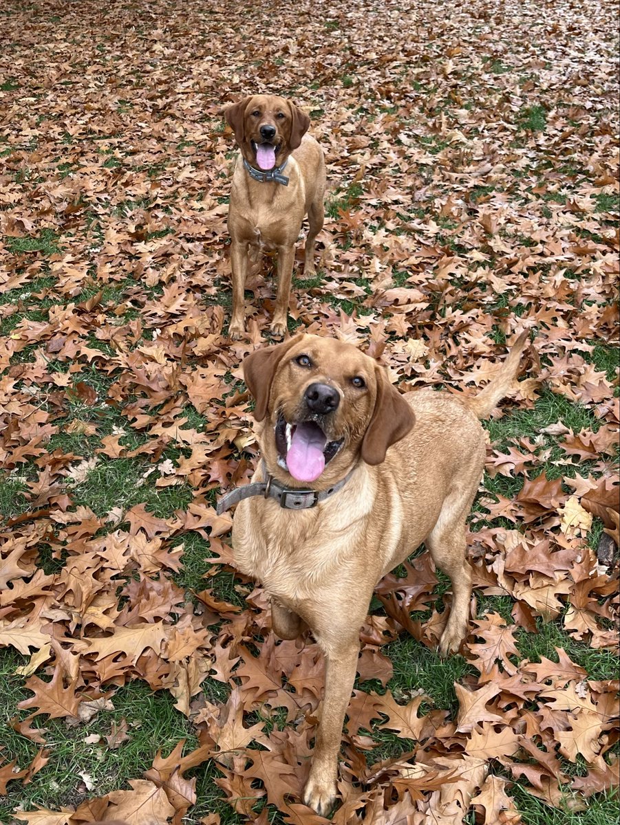 angietange's tweet photo. A beautiful game of βSpot the Dogβ on my walk this morning
#england
#Autumn
#foxredlabrador https://t.co/fmiqVacZw0