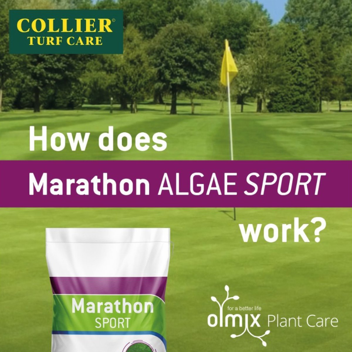 CollierTurfCare's tweet image. Check out the link below from Olmix explaining how Marathon Algae Sport gets to work on turf and why it produces fantastic results.
The Marathon Sport &amp;amp; Golf ranges are exclusively available from @CollierTurfCare
ow.ly/IL1p50XeLGj