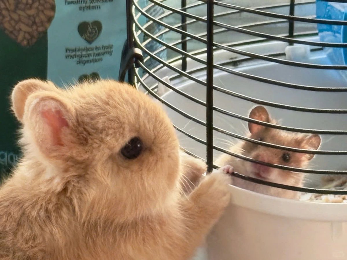 Why you should have a rabbit (@shouldhaverabit) on Twitter photo 