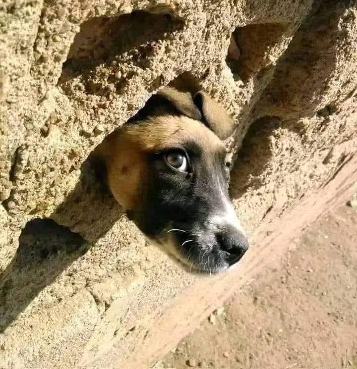 पूरे देश में तेल की बरबादी का निरीक्षण करता लिब्रांडू।😂