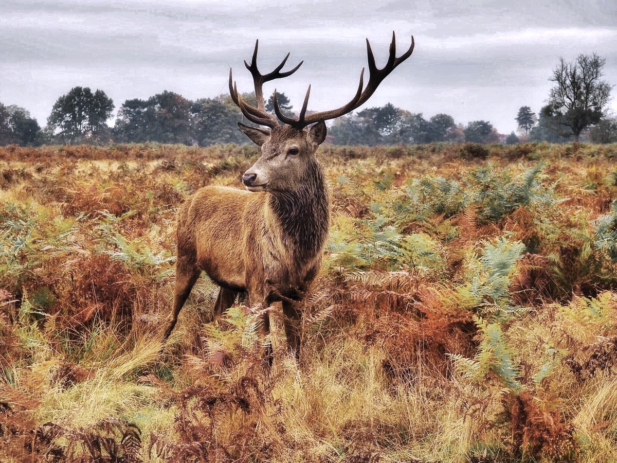 The deer at Bushy Park blend in so perfectly with the ferns at this time of the year - awesome camouflage. 

But one can find oneself in a rather dangerous position if you suddenly stumble across them as I did! 

<a href="/SallyWeather/">SallyWeather</a> #bushypark #royalparks <a href="/theroyalparks/">The Royal Parks</a> #stag #autumn