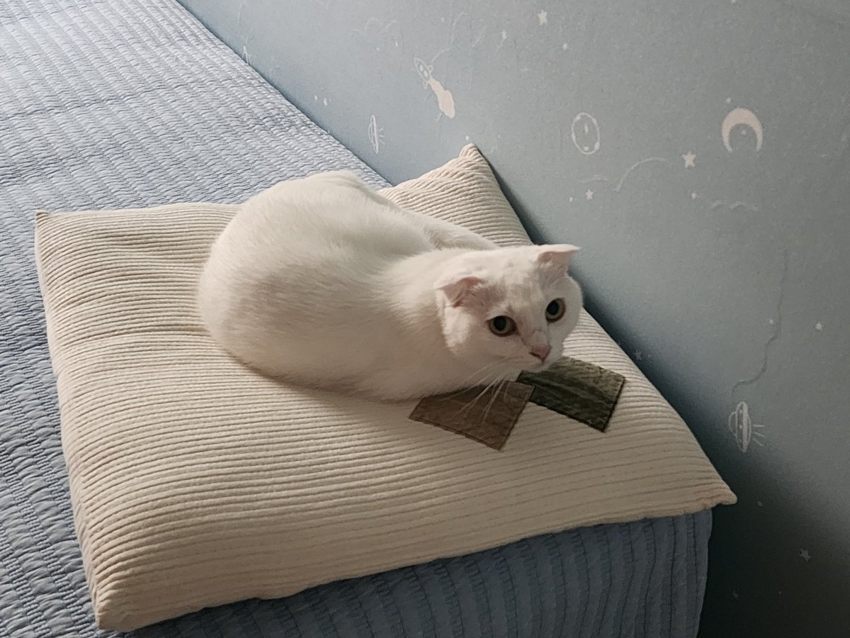 날씨가 추워지니 드디어 침대에 올라가는 고영