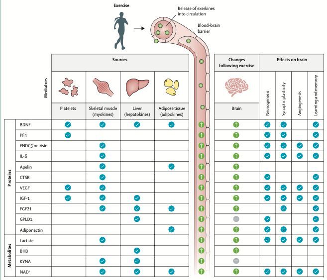 BlueSpotScience's tweet image. Nice new reviews on the neuroprotective mechanisms of exercise and the importance of fitness for healthy brain ageing bit.ly/47yBMpr
