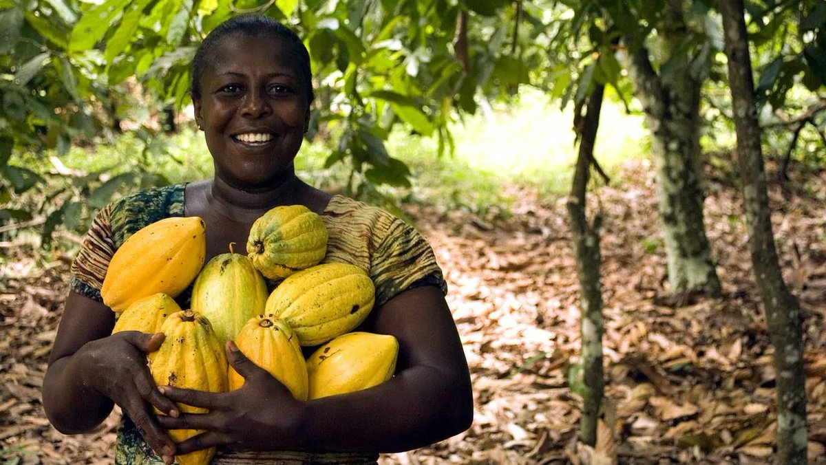 🇨🇮🇨🇮⚡Ivory Coast is the world's biggest cocoa producer.

📸 Courtesy