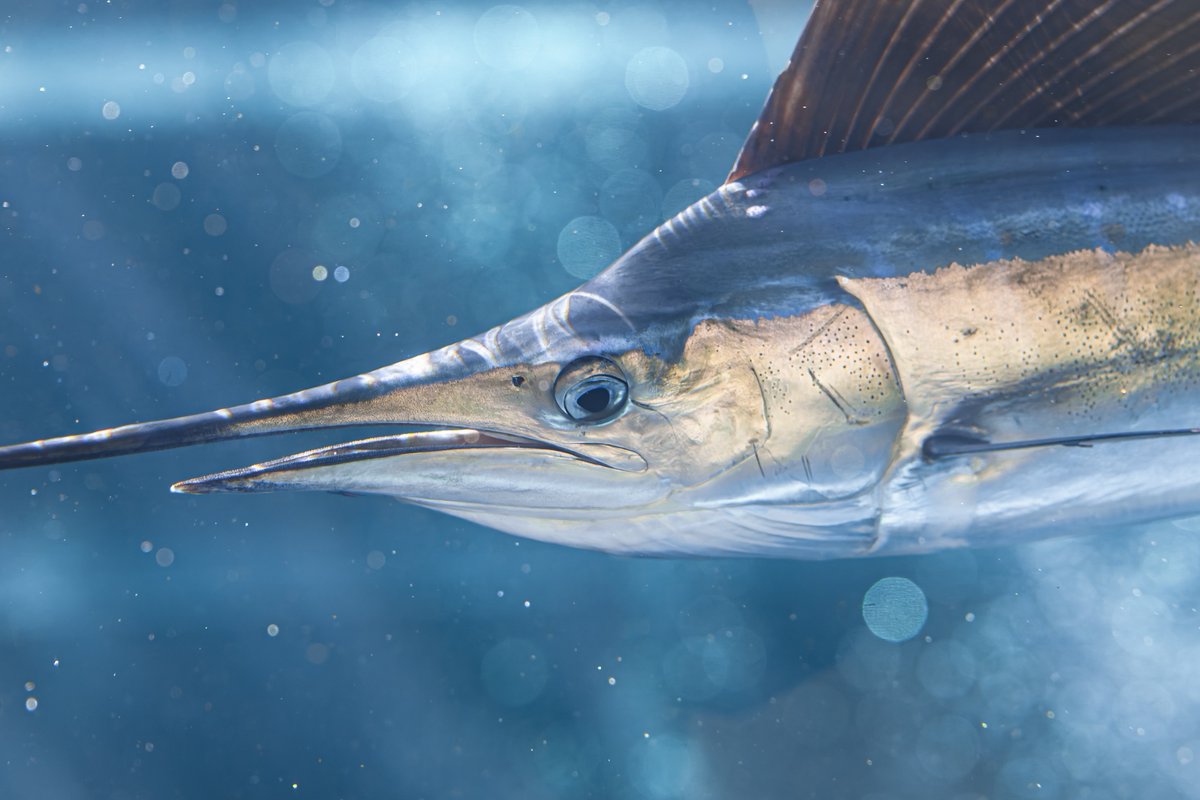 水族館でこんなにかっこいいバショウカジキを見れるの凄すぎない？！