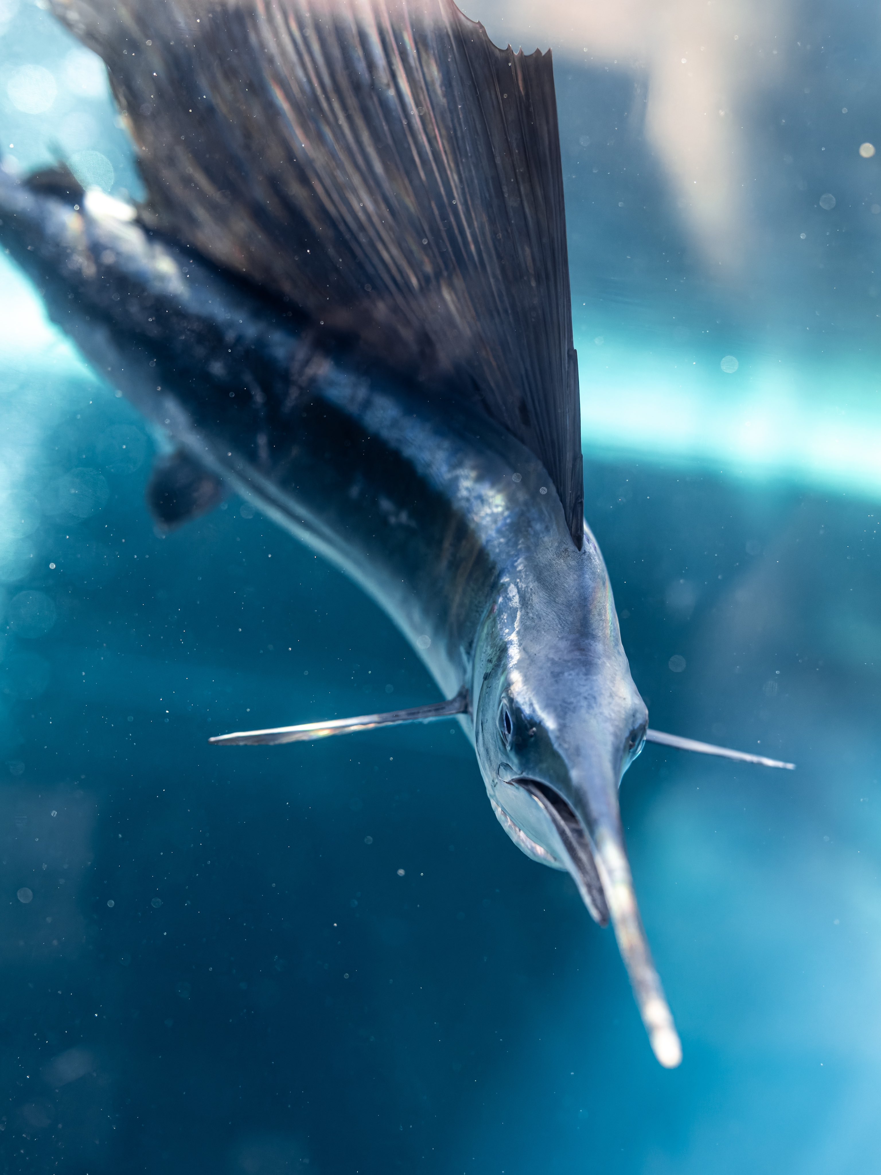 はちわれ【希少】Atlas バショウカジキ インレイ PRSタイプ たつね on X: 