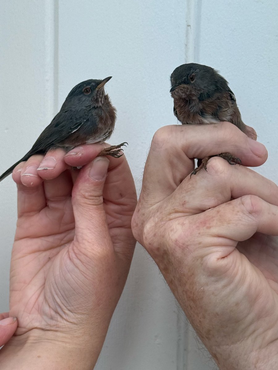 AshmanMrmatt's tweet photo. Day5 @gonhsgib winds have moved from east to west and picked up in strength, so a short days ringing until 12.00
Blackcap 102
Robin 19
Black redstart 15
Greenfinch 8
Chiff 5
Sardinian 3
Garden w 2
Goldfinch 2
Dartford 2
Stonechat 1
Blackbird 1
Song thrush 1
Crag martin 1 https://t.co/MA6sZYt1Nv
