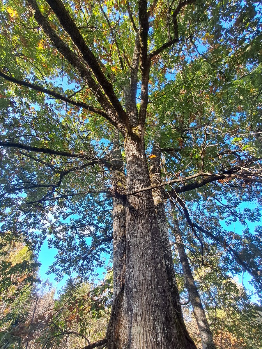 #thicktrunktuesday 🌳🪾

A triple-trunked Oak 💚