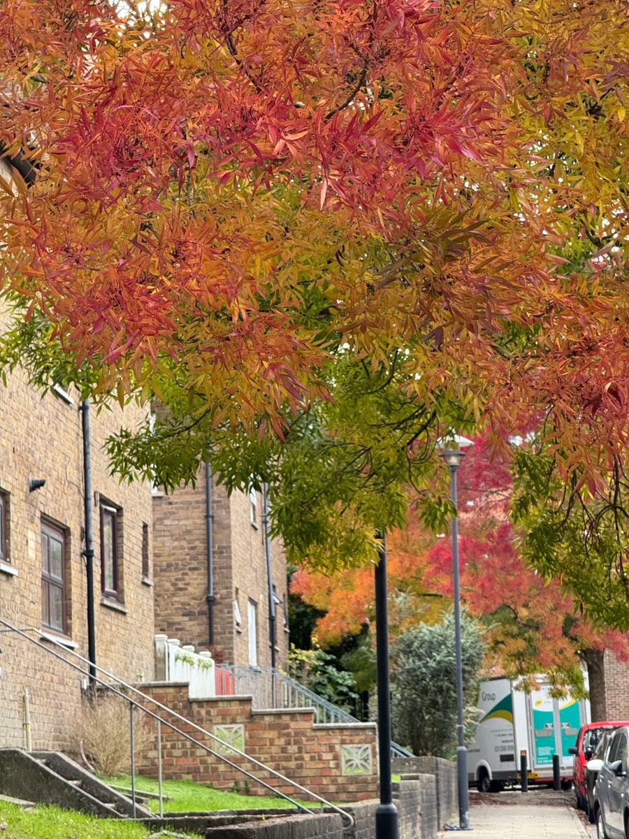 abc2014010's tweet image. Golden leaves, crisp air, and the scent of pumpkin spice—autumn feels like a warm hug from the world 🍂