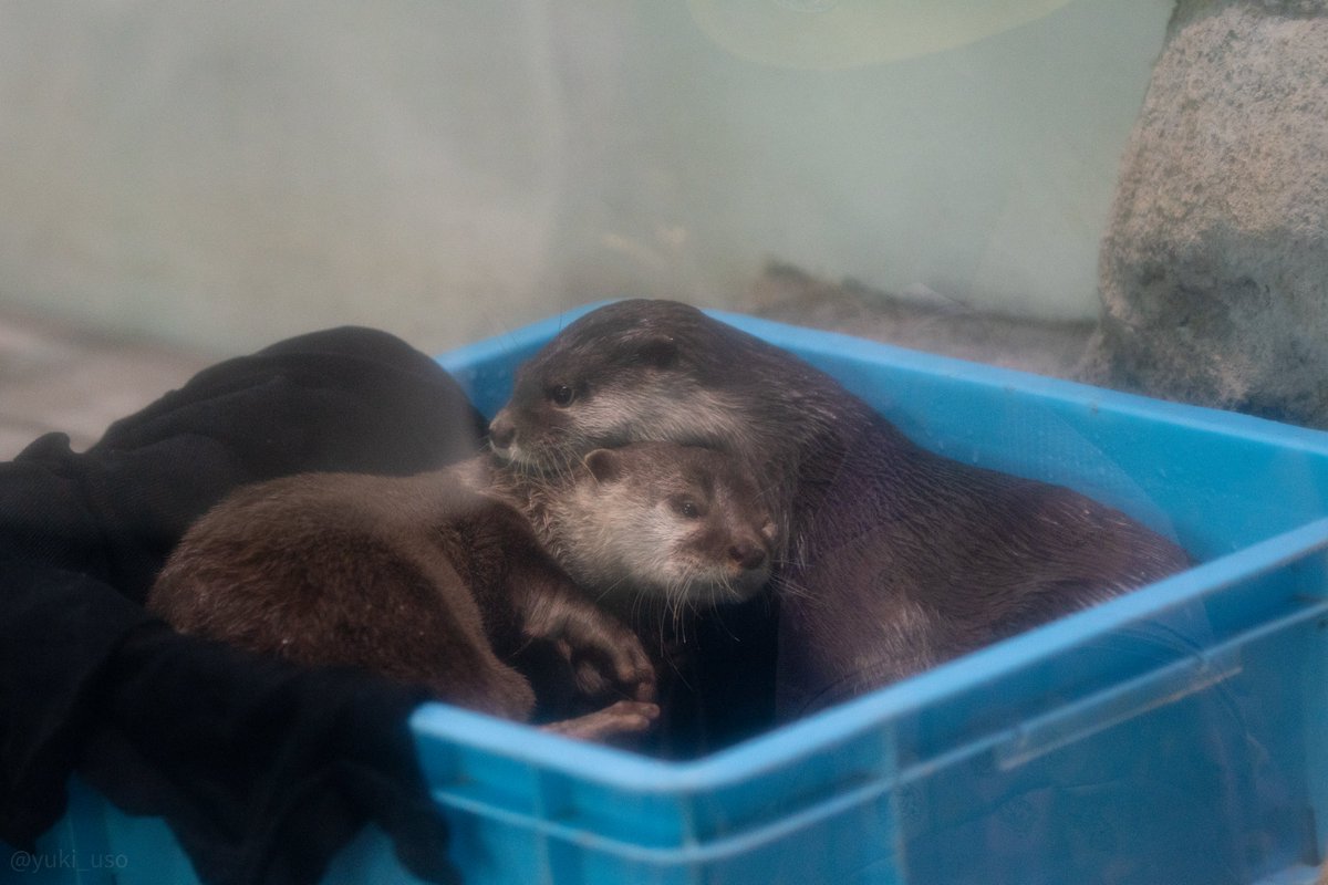 ゆきうそ (@yuki_uso) / Posts / X