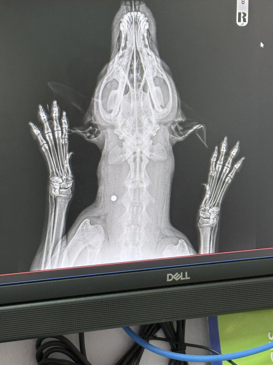 Just under 3 weeks ago he was shot 5 times. We brought him in and operated to get the bullets out. 

Today I decided to give him a bandana and a new name. Big Red is now called Brendan. After the Irish actor Brendan Gleeson. 

He looks fantastic and his ordeal is over. Next up a