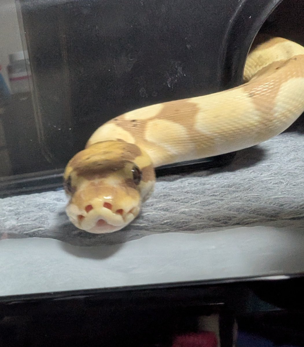 velocy_snaking's tweet image. ããããŠ