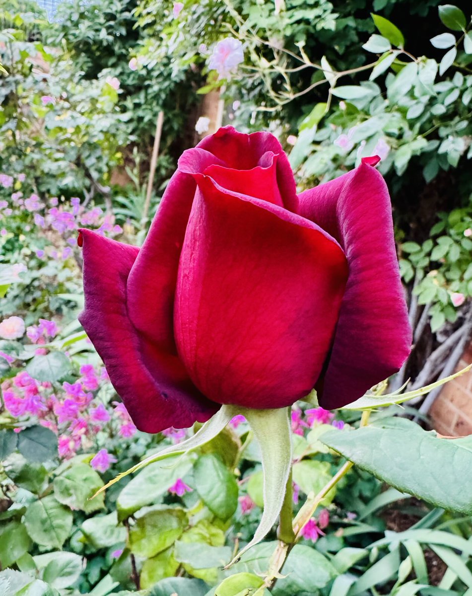 First of the Spring roses &amp; what a standout 🌹