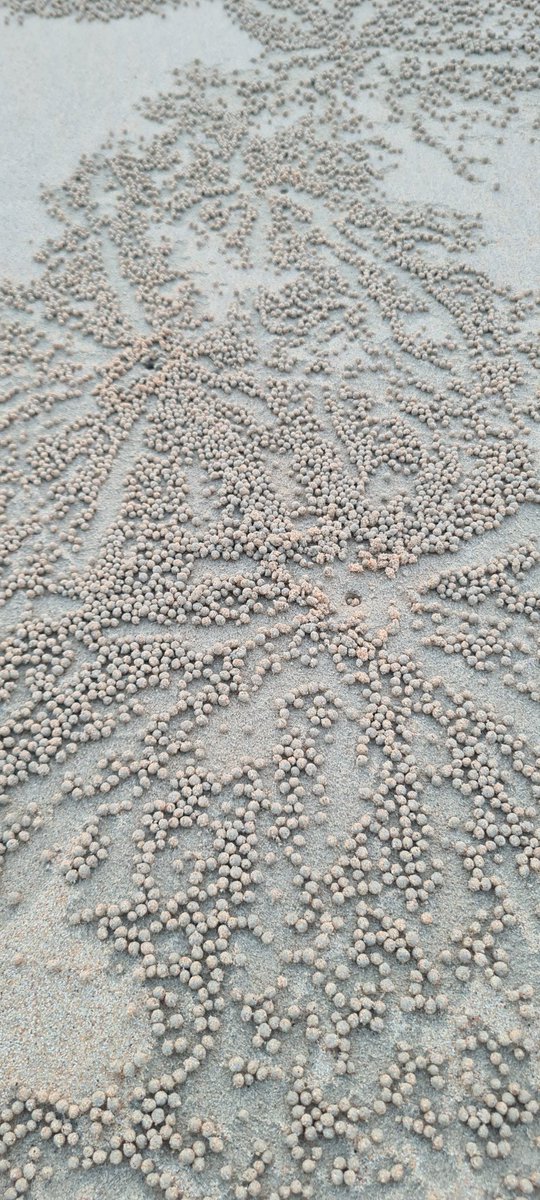 The Kimberley beaches at low tide are alive, it's not just the sand bubbler crabs endlessly constructing their Sisyphean sculpture patterns before the next high tide.

Every other rock seems to harbour another animal making the most of their mini wet &amp; dry seasons.
