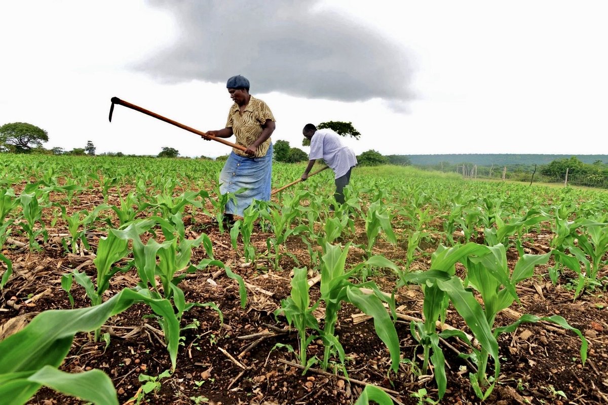 Musafarm Foods tweet media