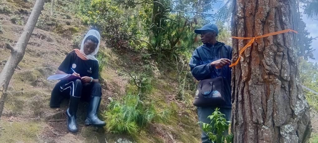 primebc1's tweet photo. Work is underway in @Gishwati_Mukura National Park as Prime Biodiversity Conservation teams conduct an assessment under the Nurturing Indigenous Trees and Young Minds project. The team is mapping restoration areas and documenting plant species to guide Assisted Natural Regeneration (ANR) efforts aimed at restoring degraded land and supporting the park’s long-term ecological recovery.