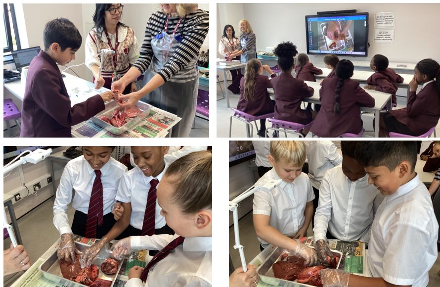 Y6 have been learning about the circulatory system for science this half term and had the exciting opportunity to watch a heart dissection for their fabulous finish for the unit.