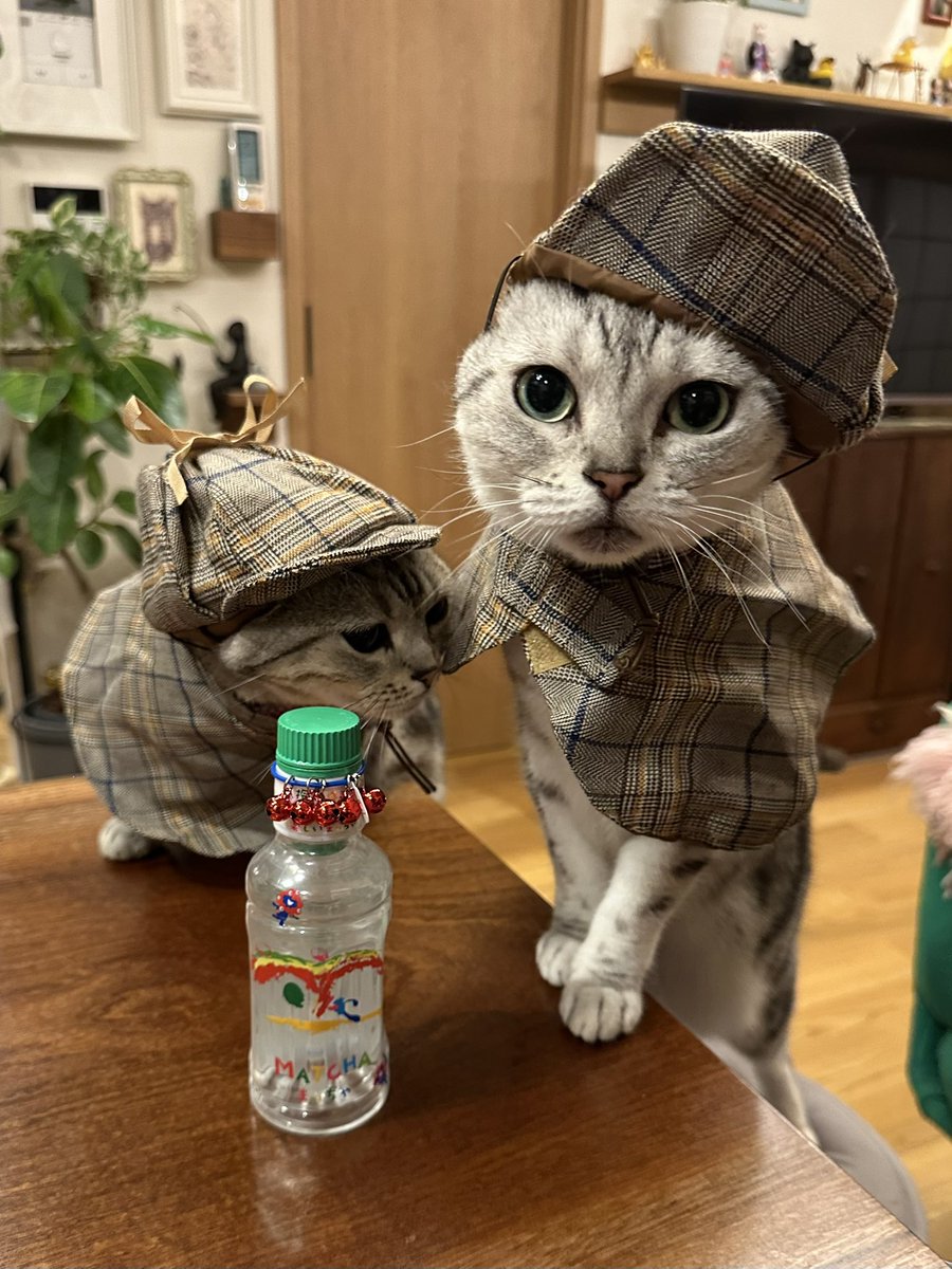 monchang10's tweet photo. 万博限定ドリンクもらった猫探偵 #伊藤園 https://t.co/Q7SV5391Do