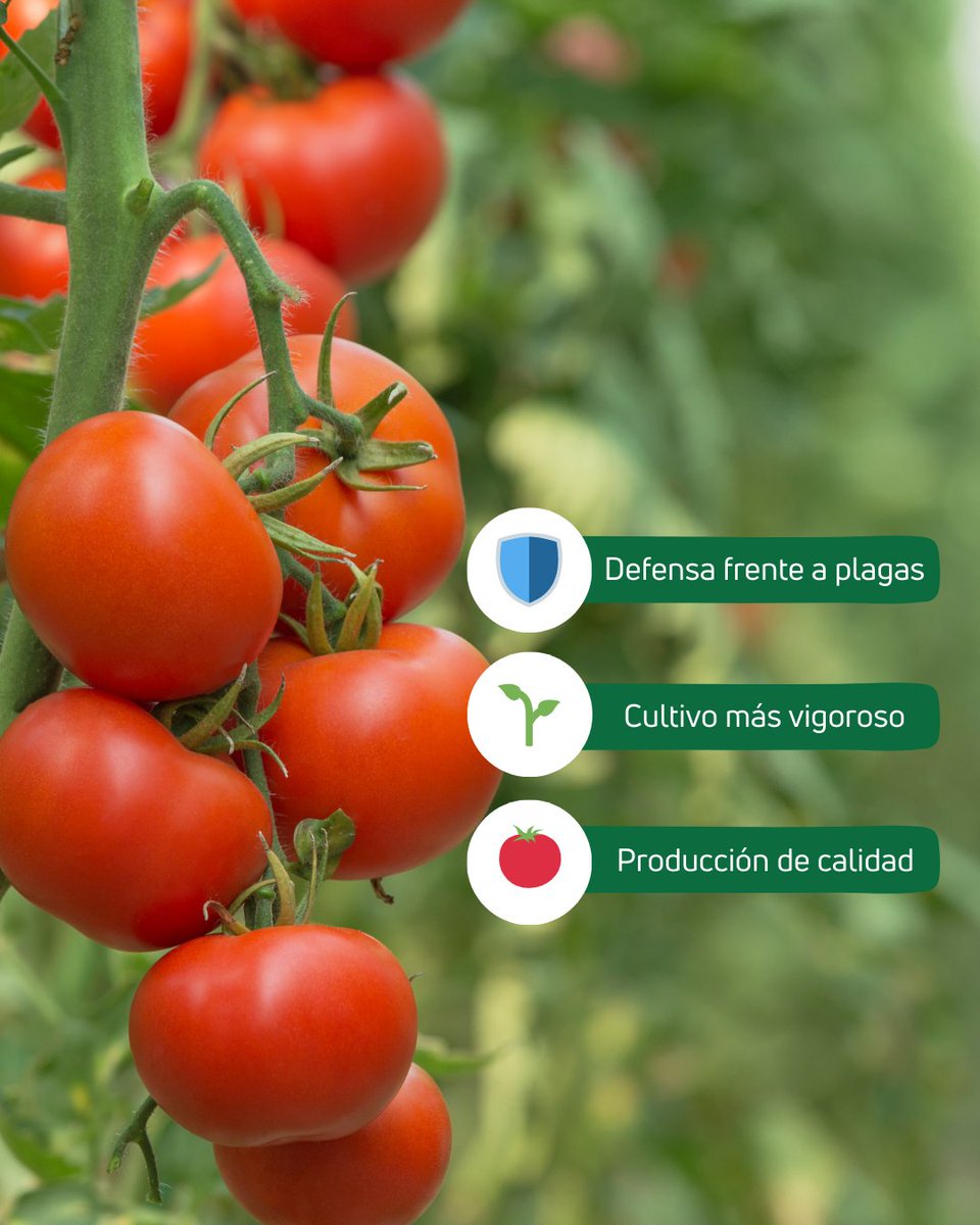 🛡️ Tres veces más protección para tus cultivos.

Con Biopro Triple Acción refuerzas la defensa natural de tus plantas frente a plagas, mejorando su resistencia y garantizando un crecimiento más sano y productivo. 🌿

Porque un campo protegido es un campo más productivo. 💚