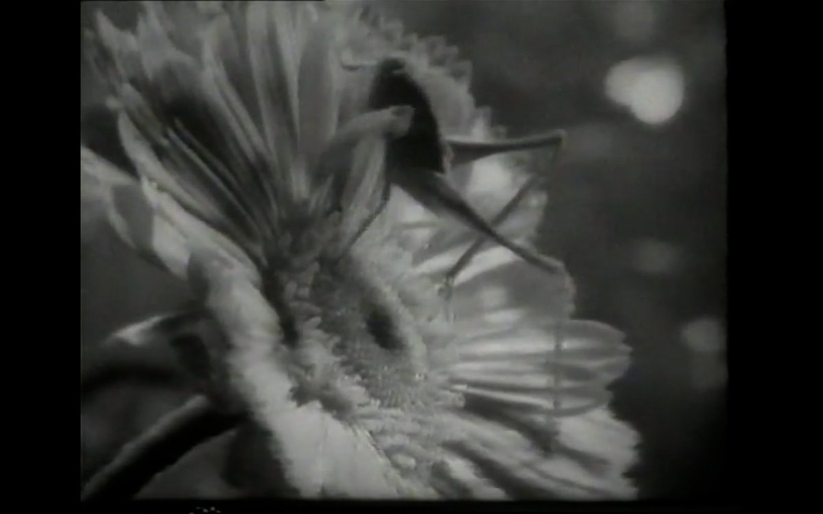 Roberto Rossellini: Fantasia sottomarina &amp; La vispa Teresa
drive.google.com/drive/folders/…