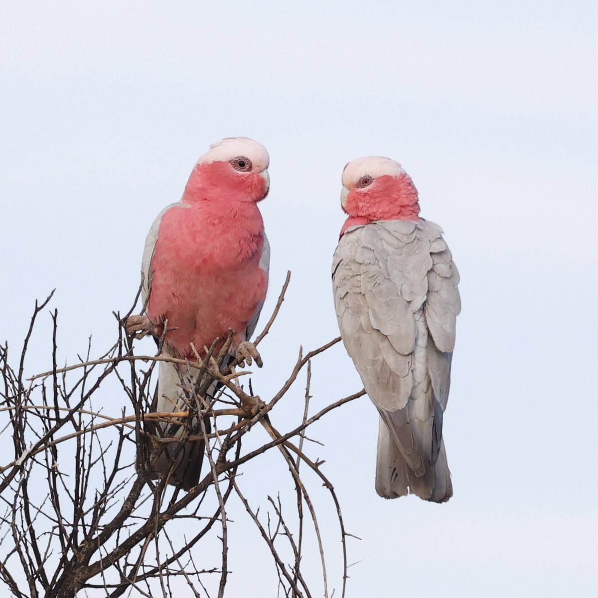 Also at my friend's dam - this pair of lovebirds 😀 Galahs. Male on the left, female on the right. You can tell by their eye colour. I wish all birds were so easy.