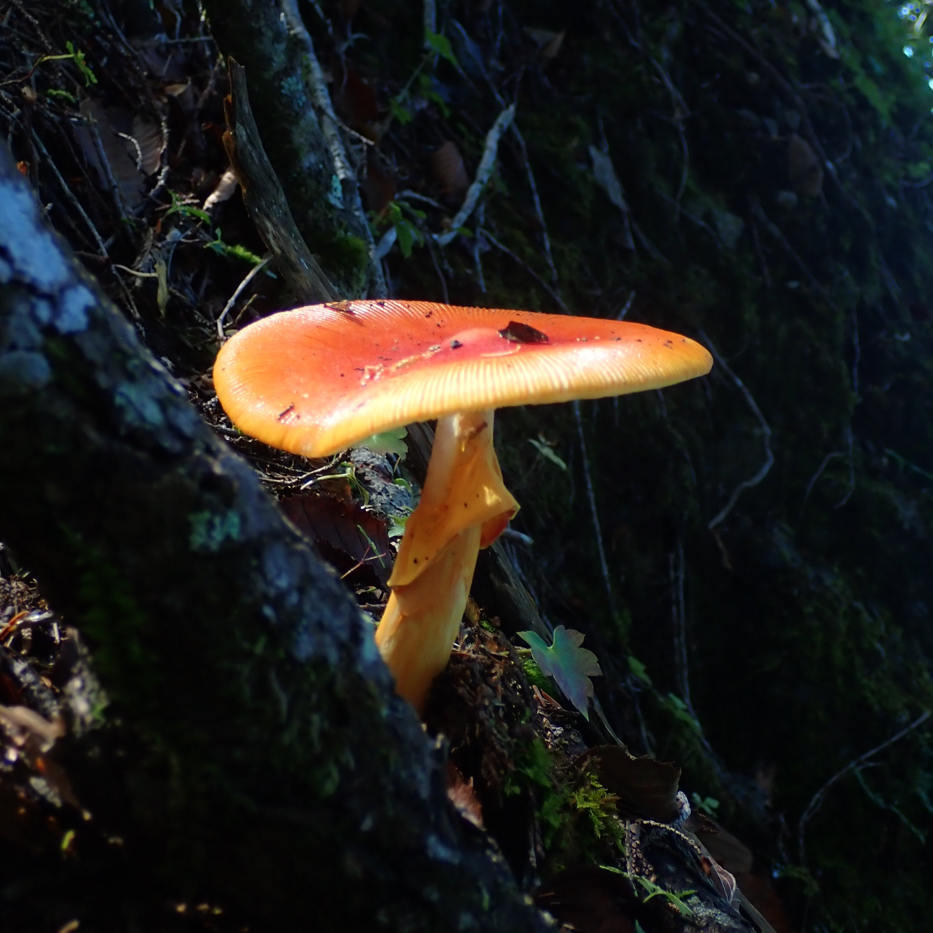 かわはく（埼玉県立 川の博物館） on X: 