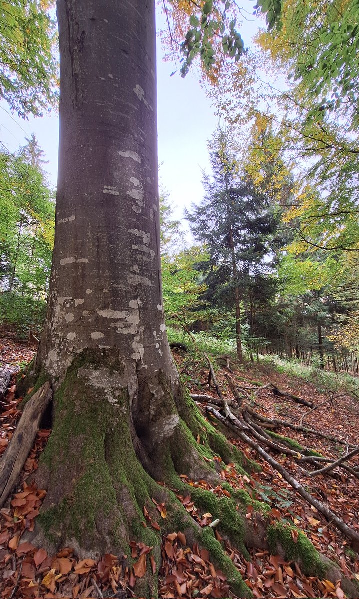 cumulusmoni's tweet image. 🌳🍁💛🍂🌿

#thicktrunktuesday #TreeClub #savetrees #saveforests