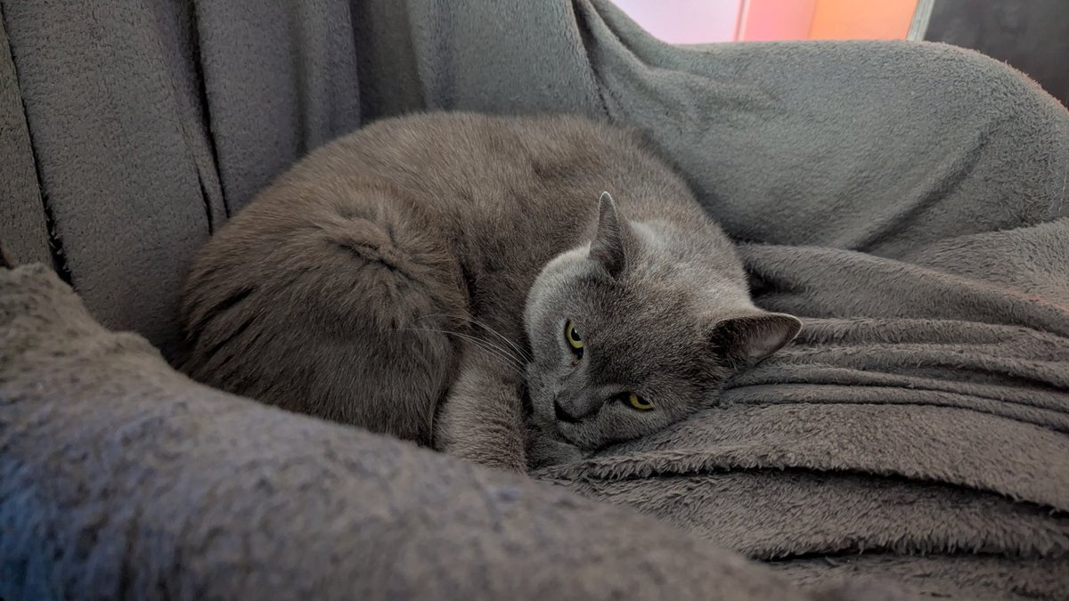 Chris Heilinger (@chris_heilinger) on Twitter photo No, I'm not sleeping in your racing seat. ๐บ๐น๐ค I'm preparing it for your race today. ๐น๐๐๏ธ
Have a nice day X friends, see you at the race this evening. โ๐บ๐ #Kiro #cat #simracing No, I'm not sleeping in your racing seat. ๐บ๐น๐ค I'm preparing it for your race today. ๐น๐๐๏ธ
Have a nice day X friends, see you at the race this evening. โ๐บ๐ #Kiro #cat #simracing