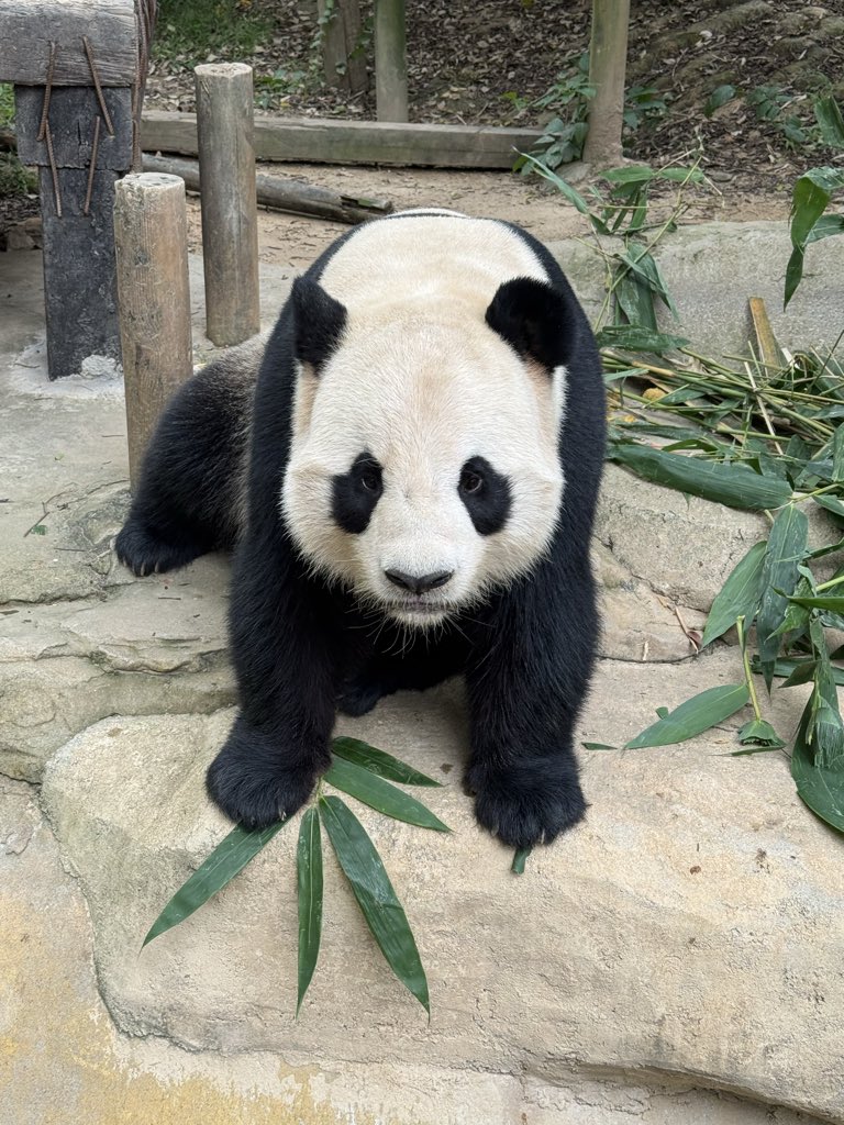pandas_fr's tweet image. 🐼 🇨🇳 Le mâle Long Zai (隆仔) est né le 12 juillet 2018 au parc de #Chimelong. Il est le fils de Long Long (隆隆), le premier panda né à Chimelong, c'était le 31 juillet 2013.
📸 Long Zai ce 21 octobre 2025 / ©️ Jérôme POUILLE
panda.fr