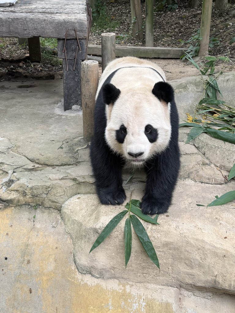 pandas_fr's tweet image. 🐼 🇨🇳 Le mâle Long Zai (隆仔) est né le 12 juillet 2018 au parc de #Chimelong. Il est le fils de Long Long (隆隆), le premier panda né à Chimelong, c'était le 31 juillet 2013.
📸 Long Zai ce 21 octobre 2025 / ©️ Jérôme POUILLE
panda.fr