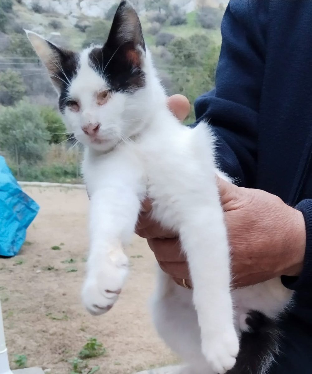 Kör kedi yuva arıyor
Seferihisar
+90 532 567 69 18
Tamamen körmüş,bahçedeymiş, 
İlgilenen yokmuş.bu fotoyu göndererek yardım istediler.
Dişi mi erkek mi diye sordum bilmiyoruz diyorlar.
Lütfen şu canı bolca paylaşalım.