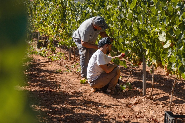 La Pequeña D.O. <a href="/DOMonterrei/">D.O.Monterrei</a>  obtiene su máximo histórico: 8.072.785,7 kilogramos de uva, de las que casi el 80% son variedades blancas, en un año marcado por los incendios que no ha supuesto una caída relevante de la producción total